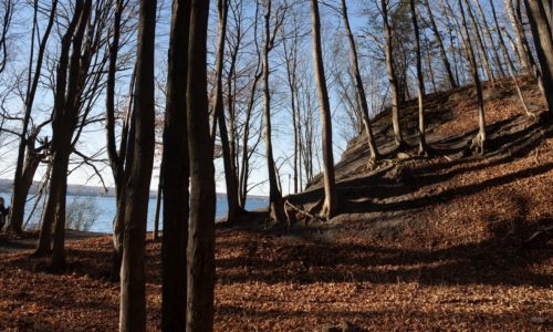 Bare trees and a small hill on the shore of a lake