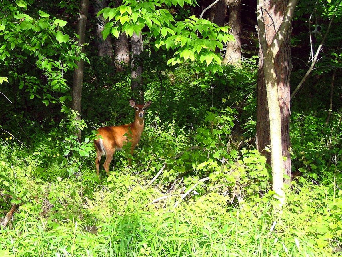 A deer standing on the edge of a treeline