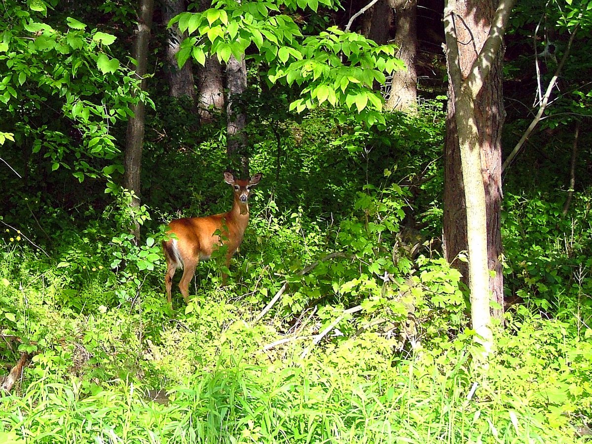 A deer standing in the woods