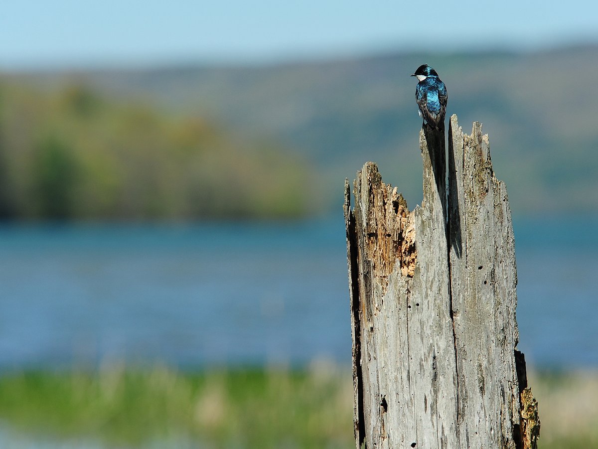 A Tree Swallow