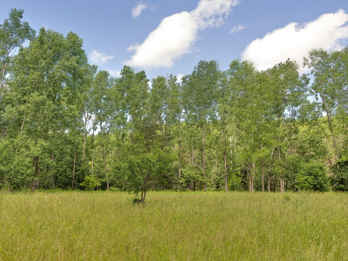 A tree-lined meadow