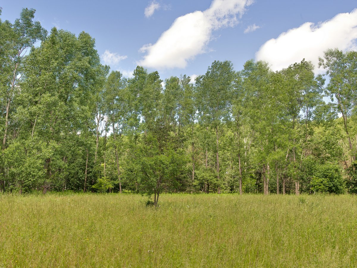 A tree-lined meadow