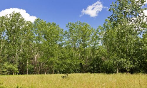 A tree-lined meadow