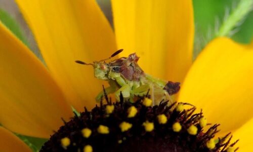 An insect on a flower