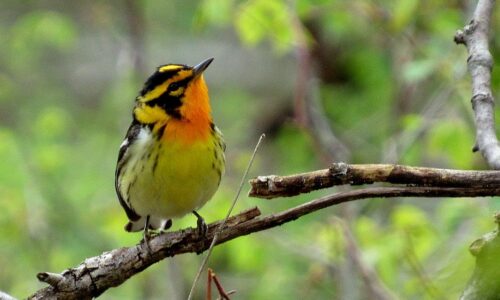 A songbird sitting on a tree branch