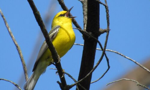 A yellow songbird sitting on a tree branch