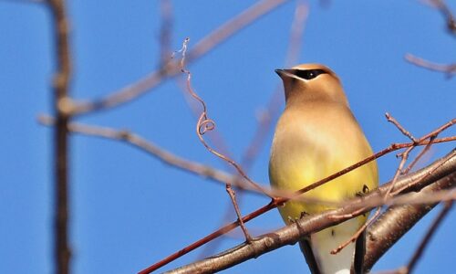 A small songbird sitting in a tree with bare branches