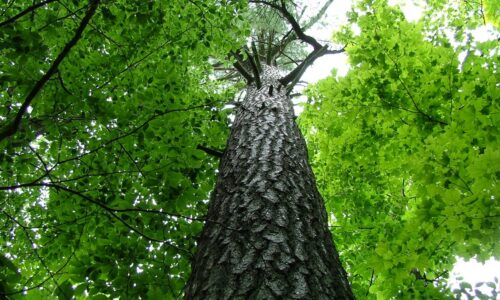 A close up of a tree trunk