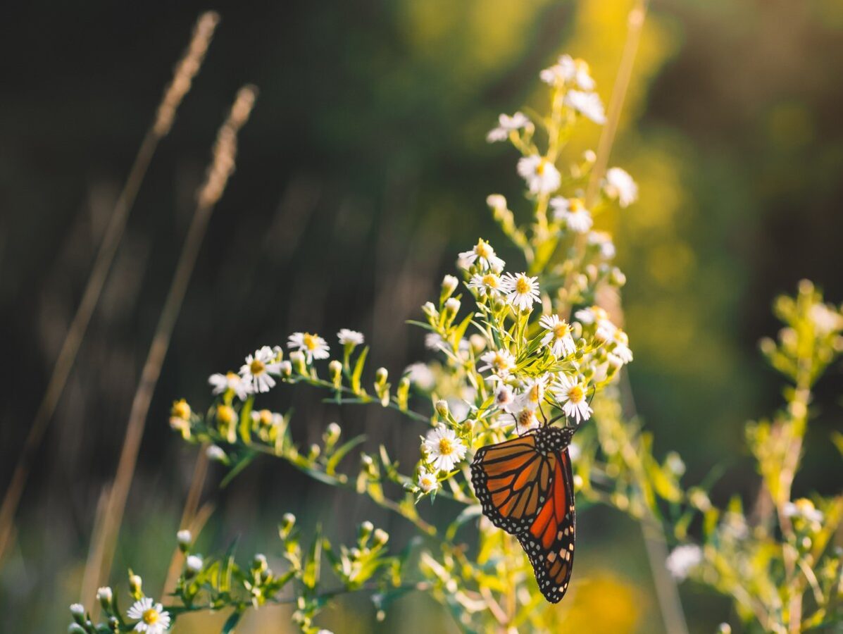 A monarch butterfly on an aster plant