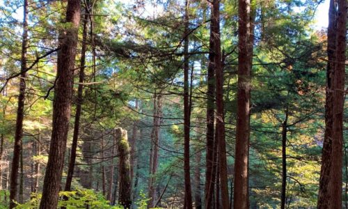 Hemlock trees