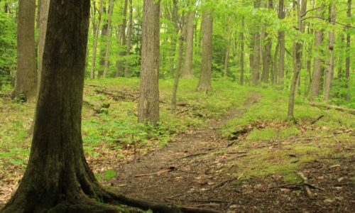 A trail in a forest