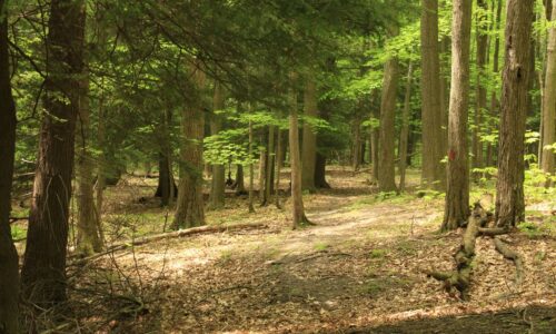 A trail in a forest