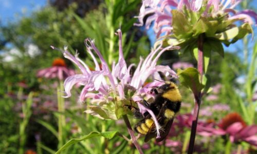 A bee on a flower