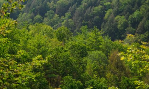 Diverse stands of trees