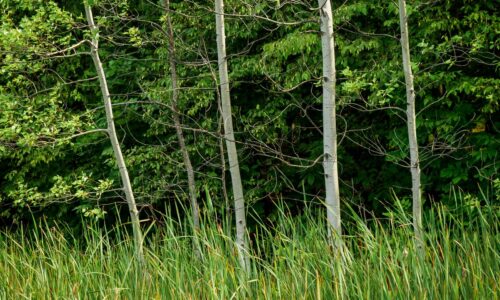 A small group of birch trees