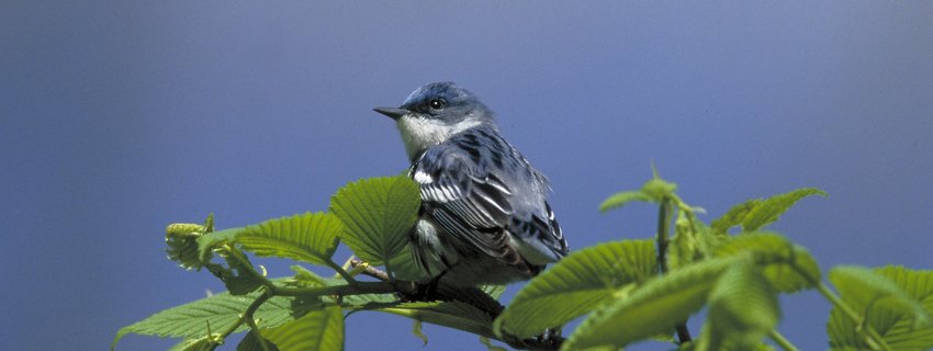 A small blue songbird sitting on a tree branch