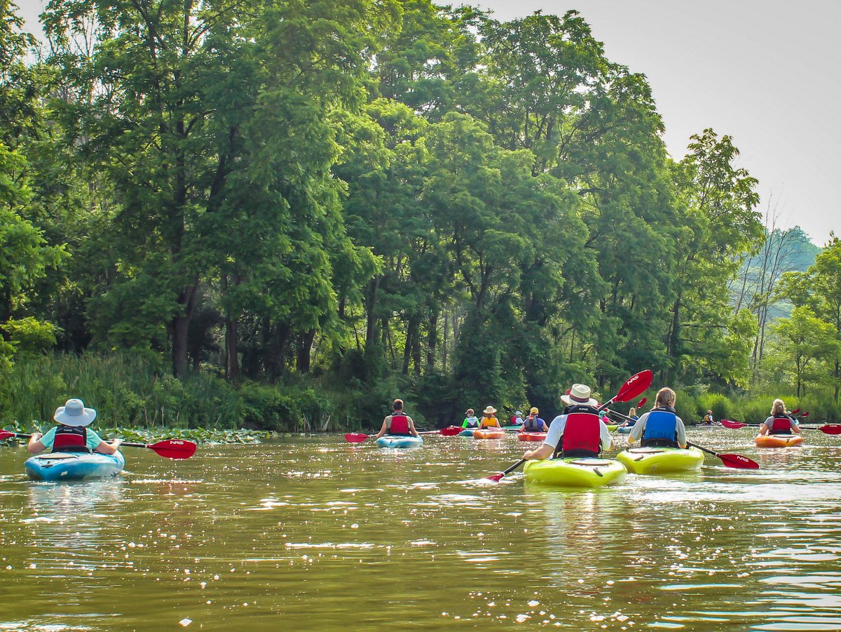 A group of kayakers on a creek