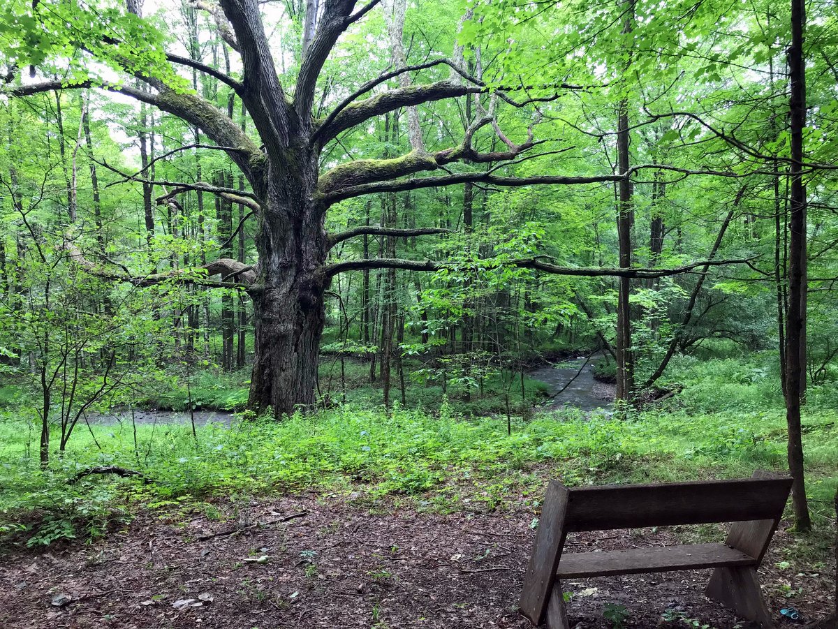An old oak tree by a creek with a wooden bench for sitting