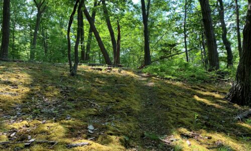A mossy hiking trail