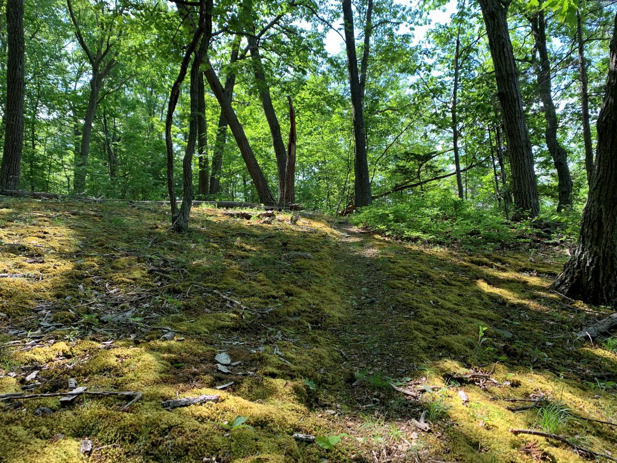 A mossy hiking trail 