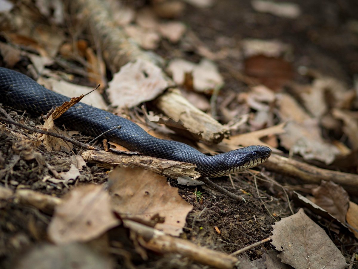 A black snake