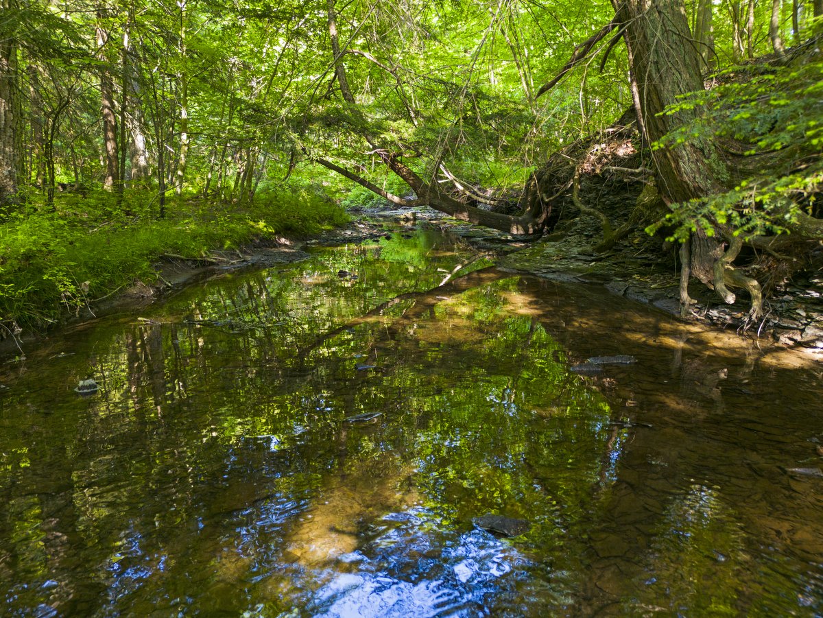 A small, tree-lined creek 