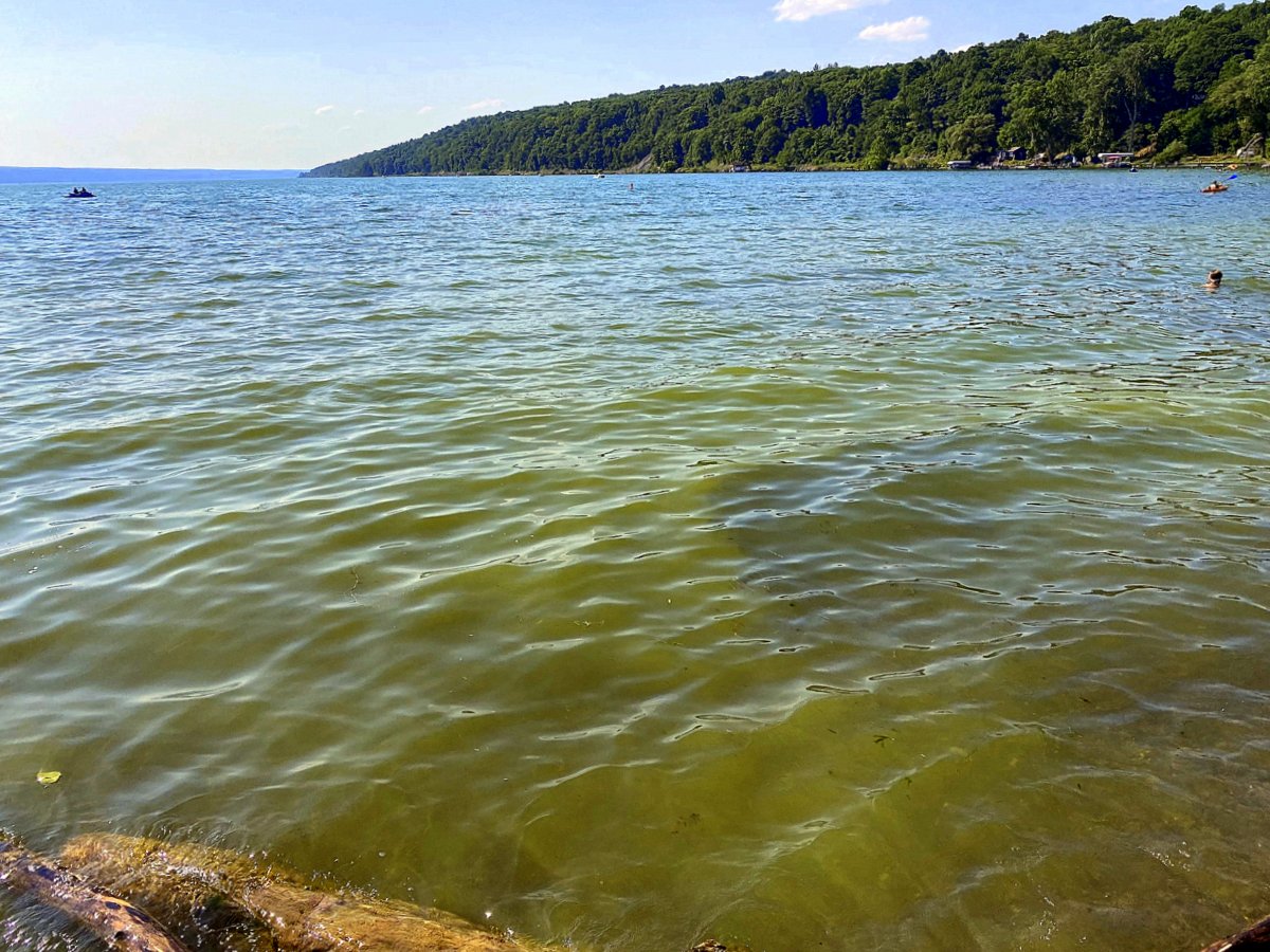 Toxic Algae blooming in a lake