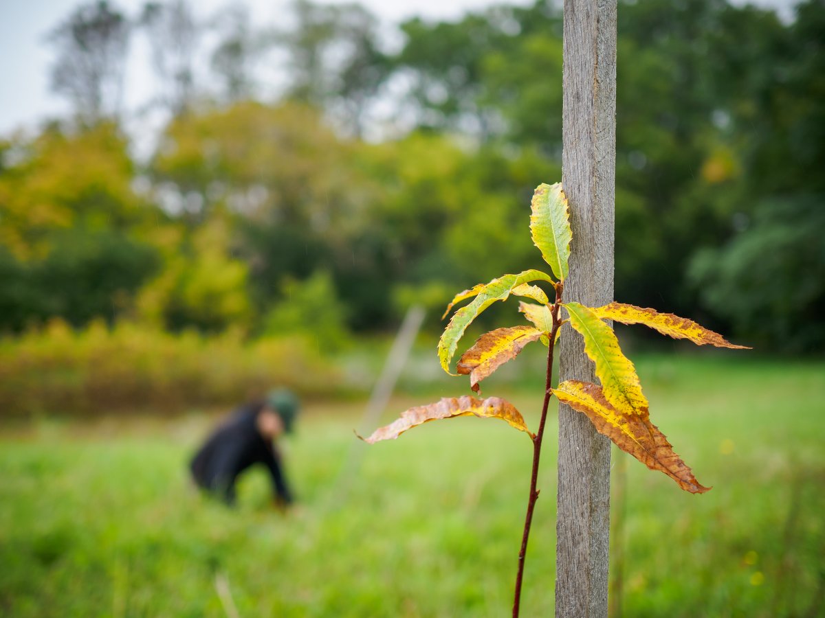 A tree sapling