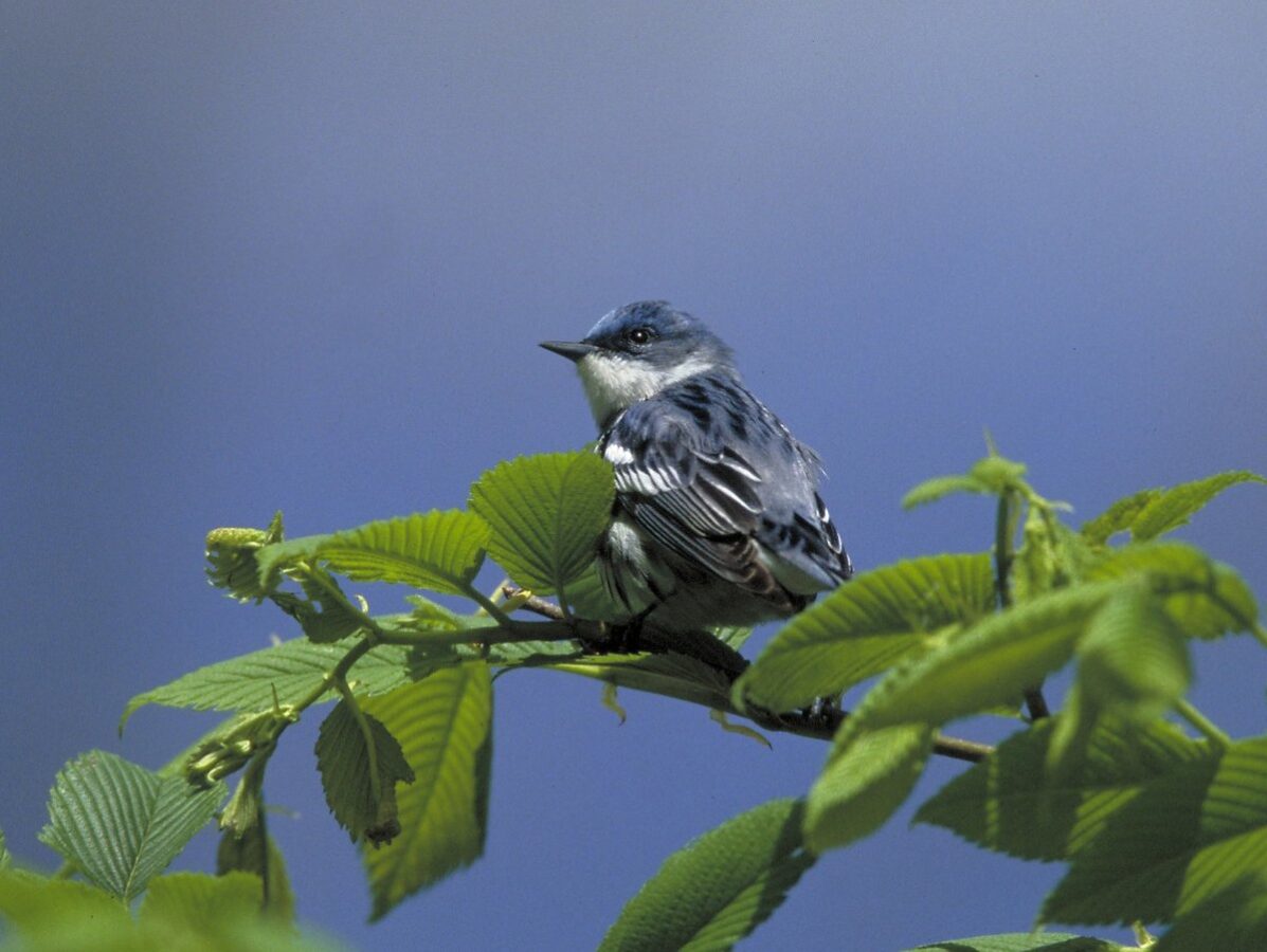 A small blue songbird sitting on a tree branch