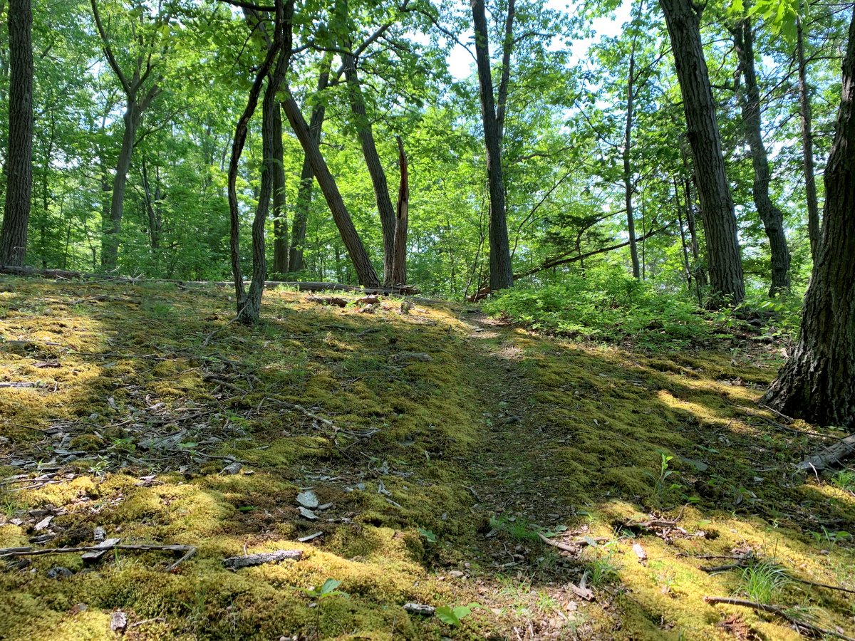 A trail in the woods