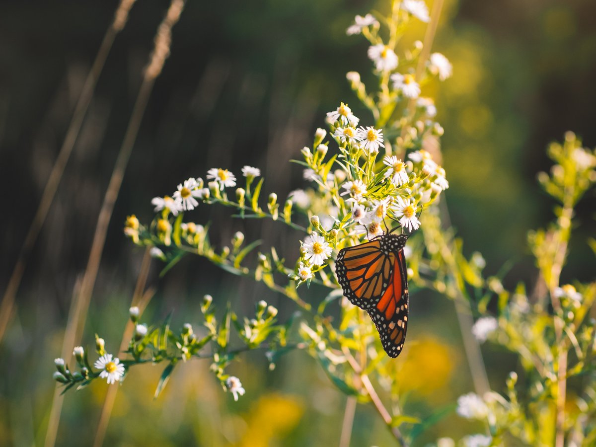 A monarch butterfly on a flowering plant