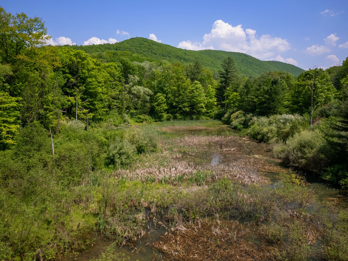 A small wetland area with green hills in the background