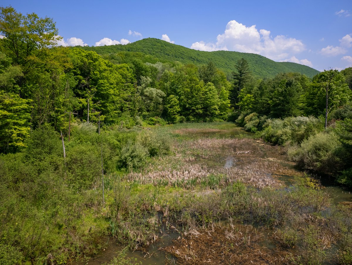 A wetland with green hills in the background