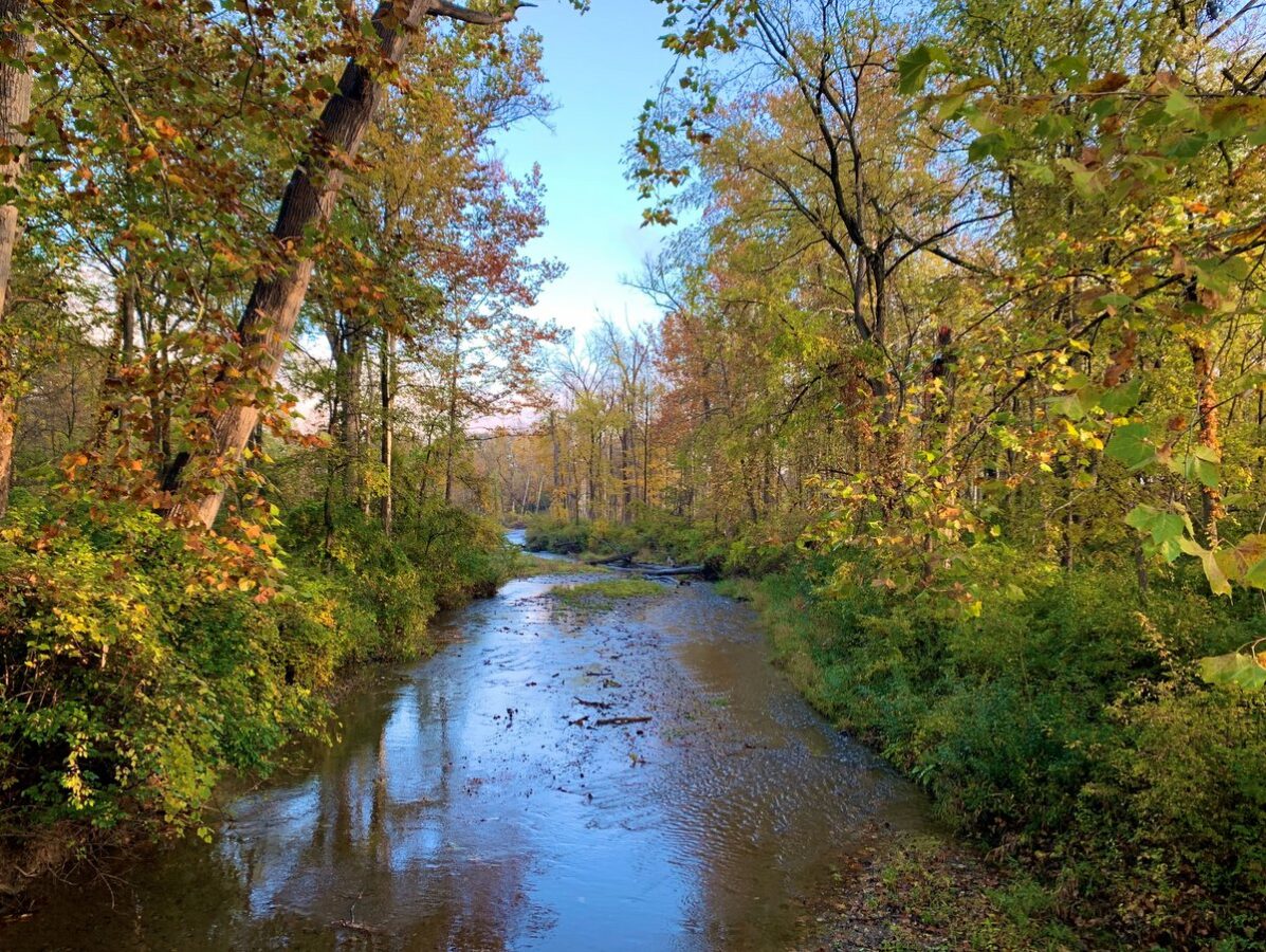 A stream bordered by tall trees with fall colors