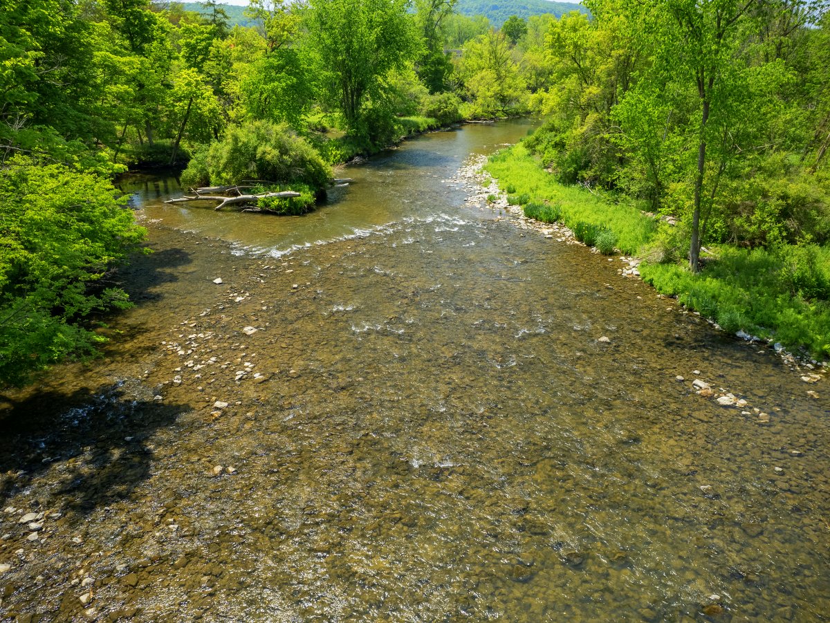 A rocky creek lined with trees and shrubs