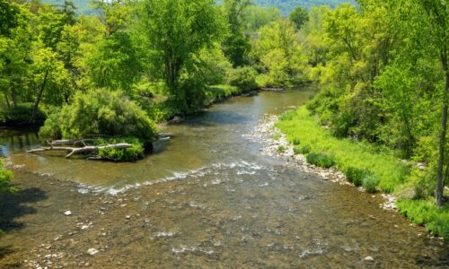 A rocky creek bordered by green vegetation