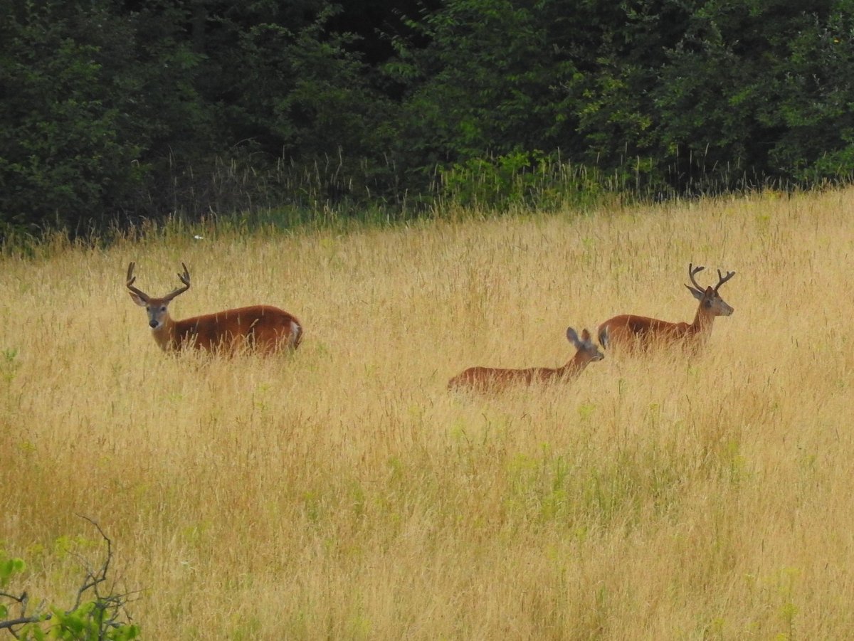 A deer family in a field of tall yellow grass
