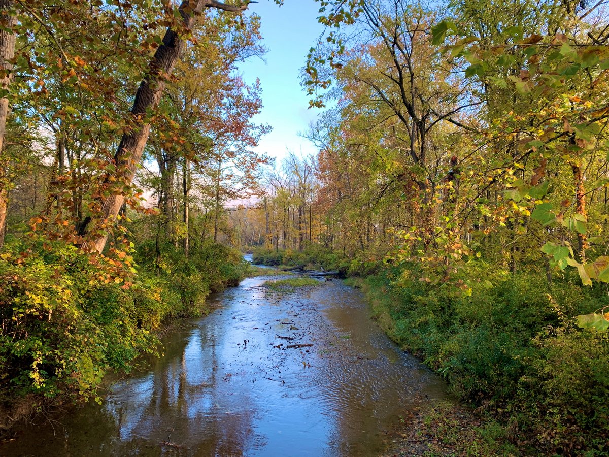 A creek bordered by trees in autumn