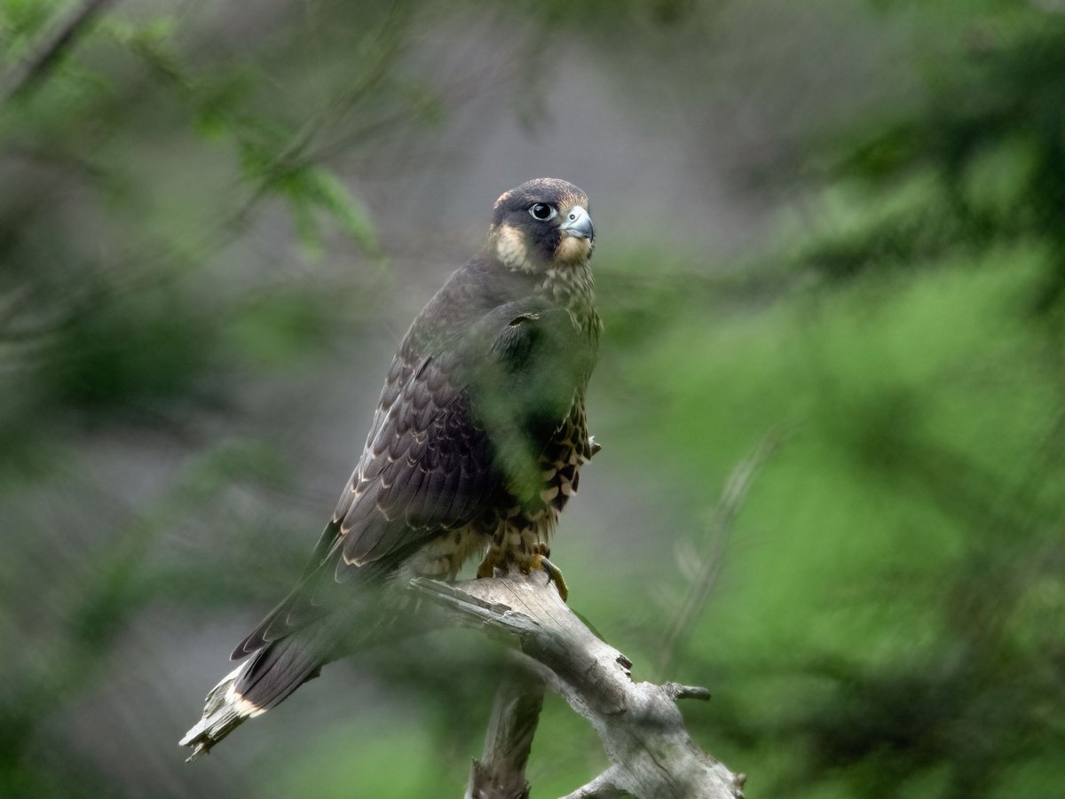 A Peregrine Falcon