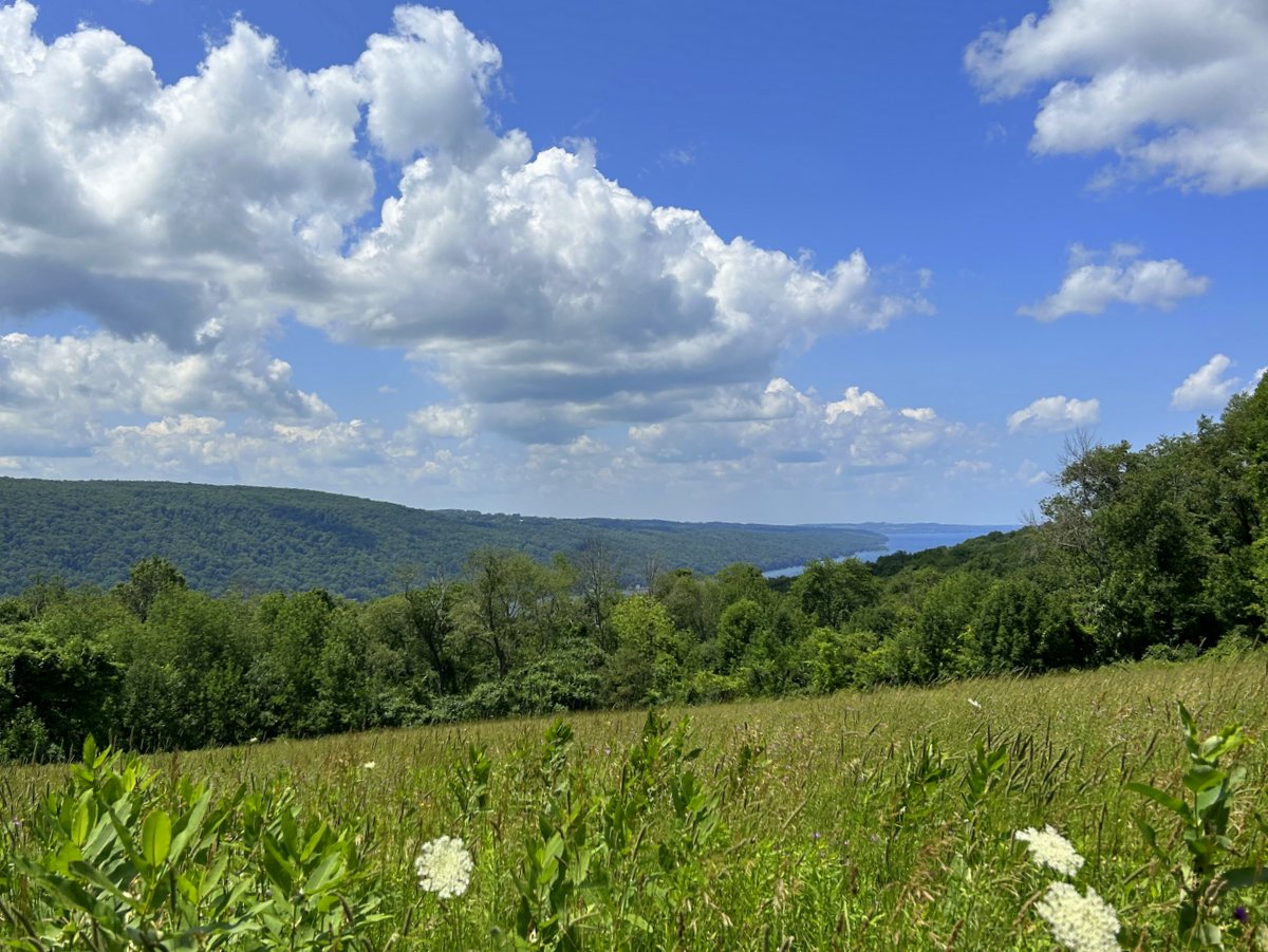A view of a lake from a meadow