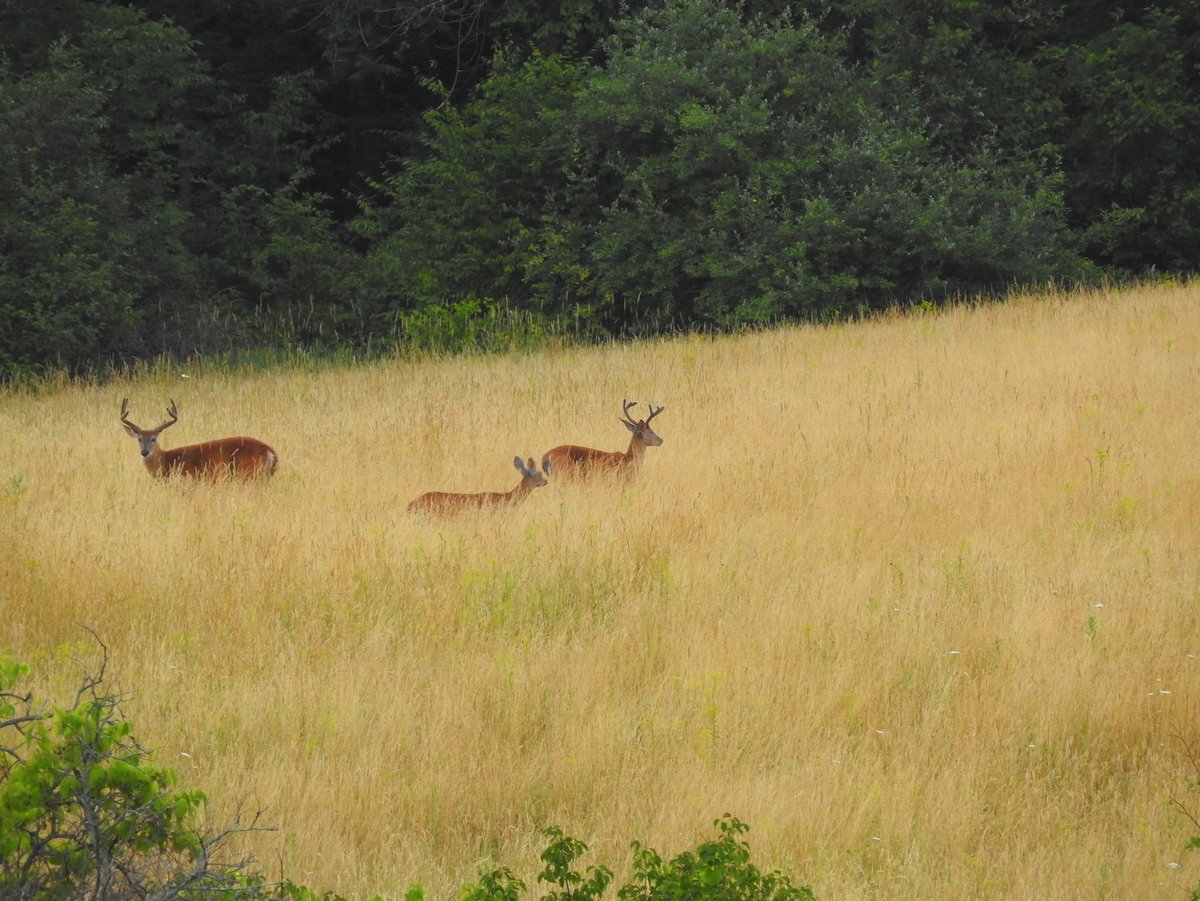 Three deer in a field of tall grass
