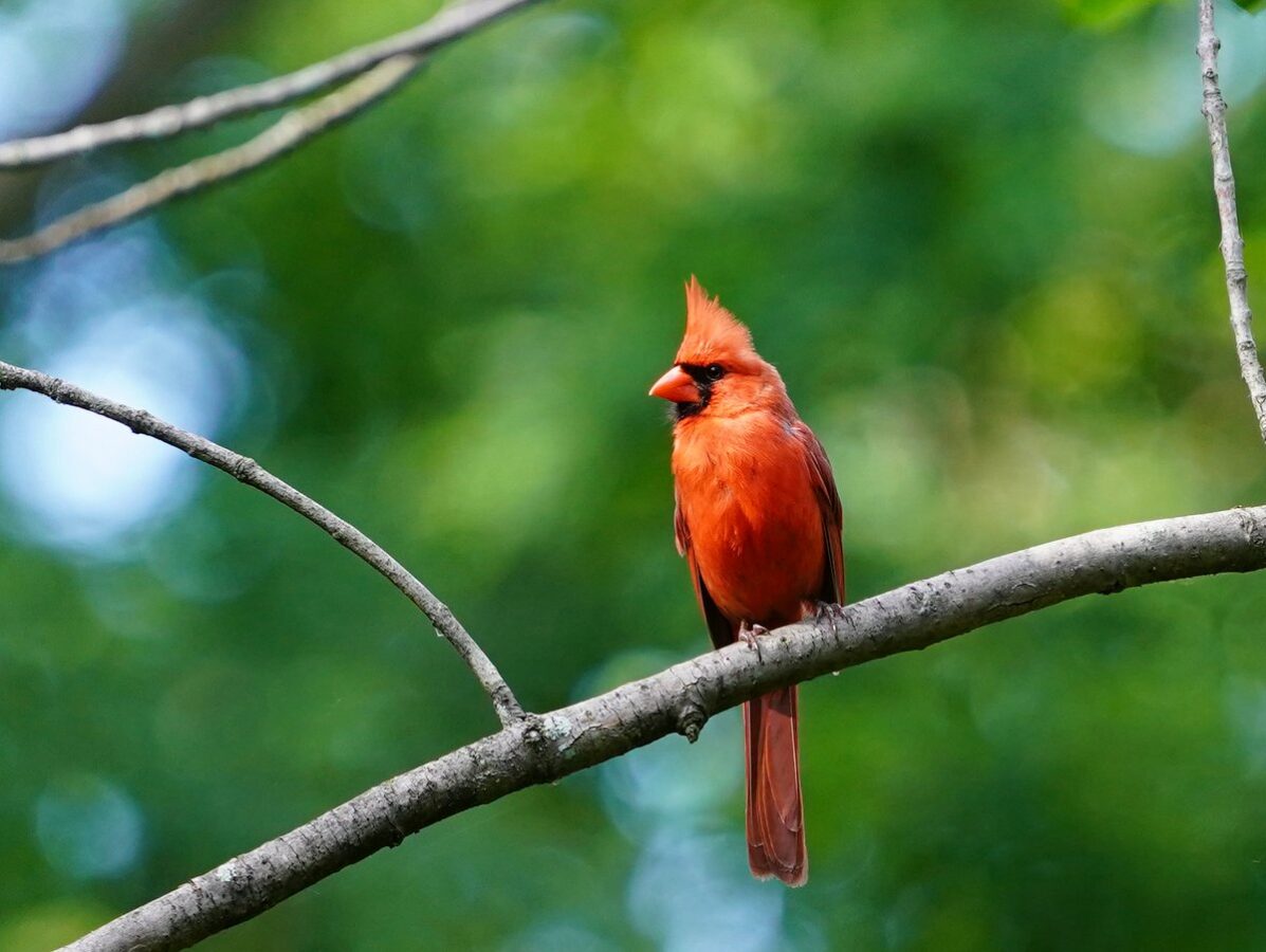 A Cardinal sitting on a tree branch