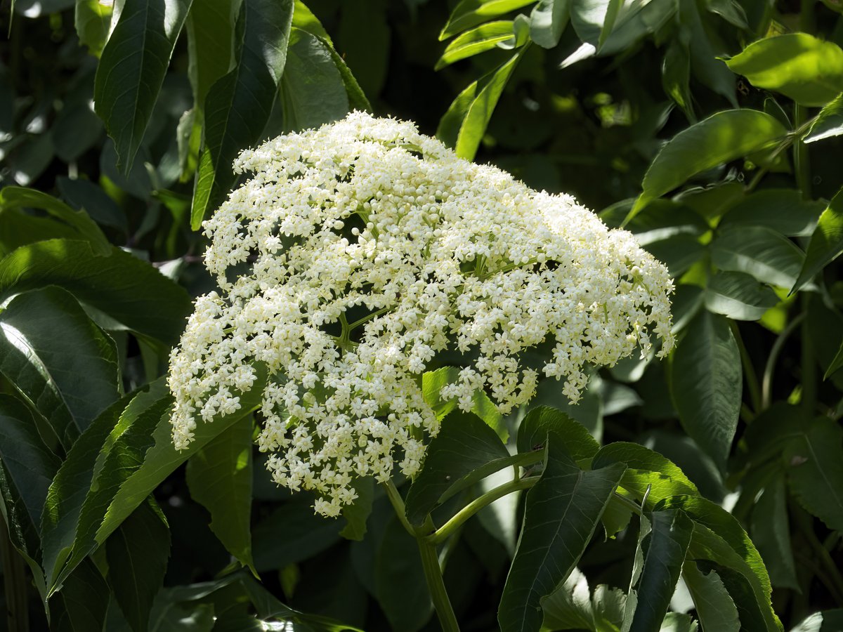 Elderberry flowers