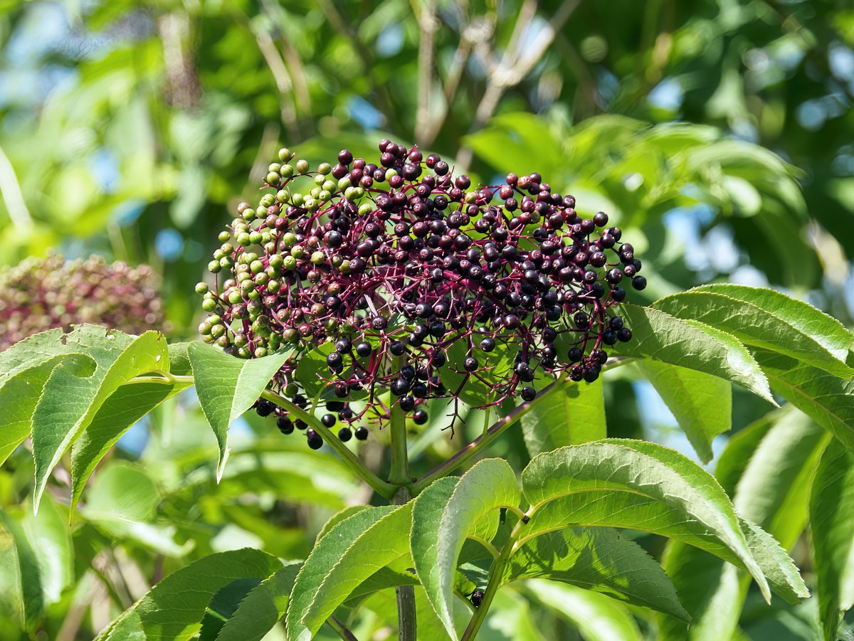 Elderberry fruit and leaves
