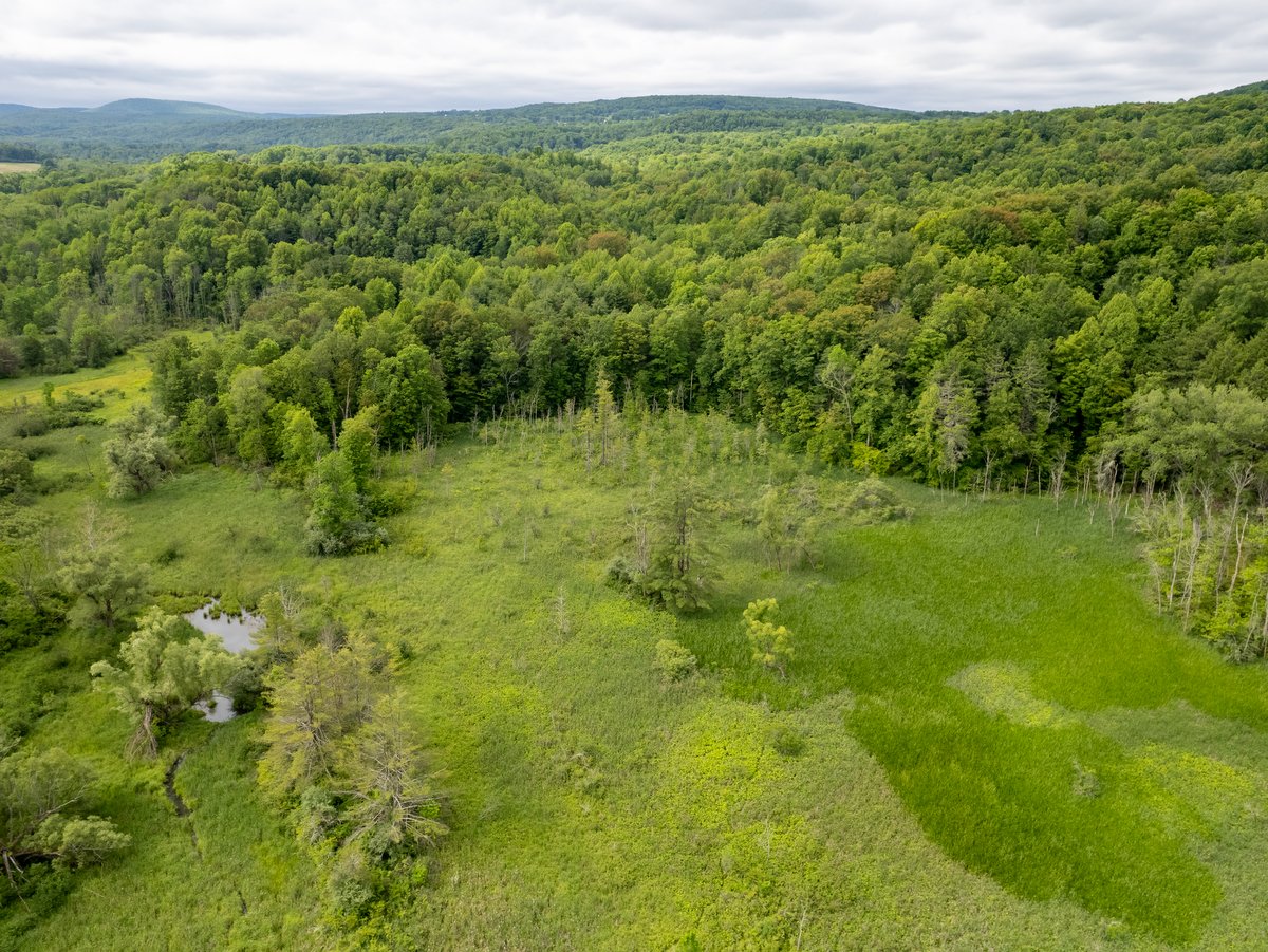 An aerial view of woodlands and wetlands