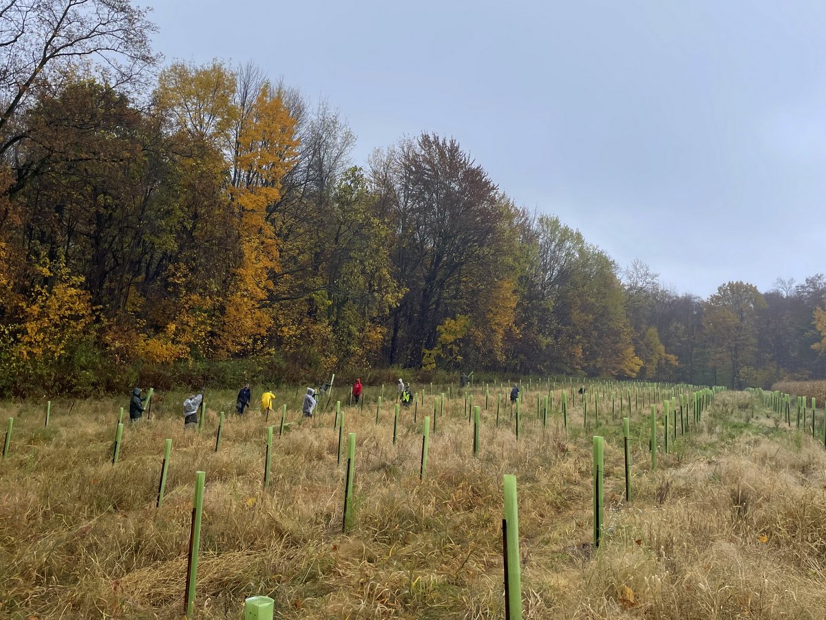 People planting trees