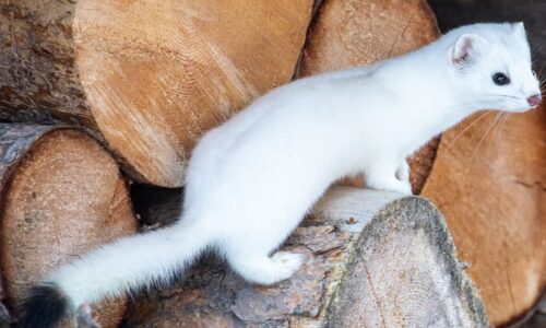 Long-tailed weasel