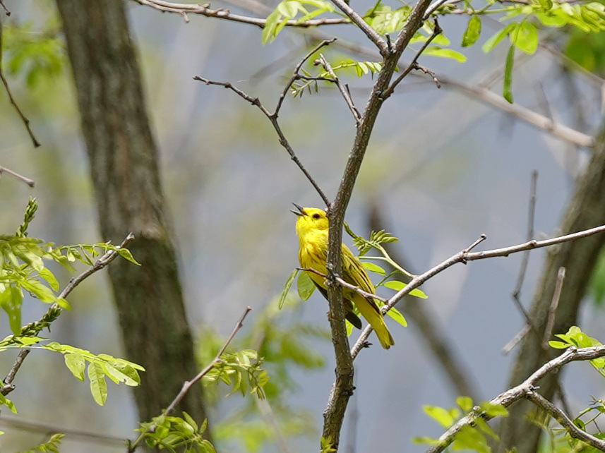 A yellow songbird sitting on a tree branch