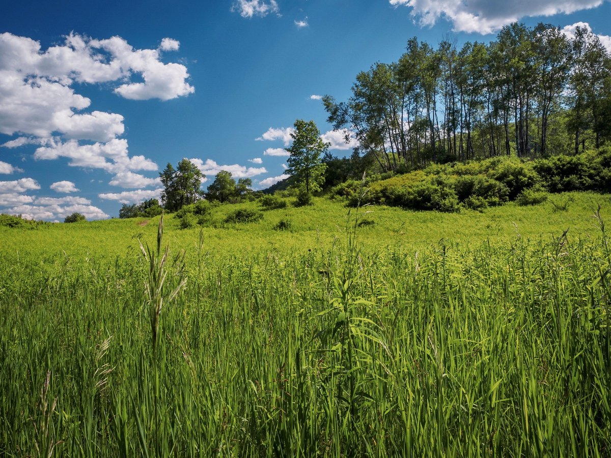 A hillside with tall grass and trees