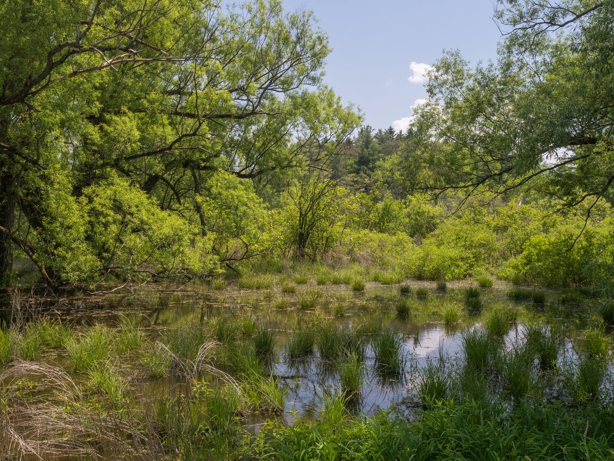 Wetlands